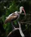 _6SB1624 white ibis juvenile